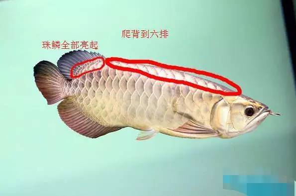 血龙鱼,三分钟教你如何辨别真假血龙鱼