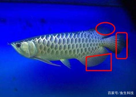 血龙鱼,三分钟教你如何辨别真假血龙鱼