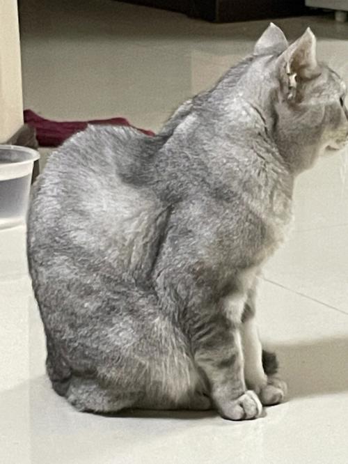 警惕猫咪后腰凹陷,猫咪后腰两侧凹陷