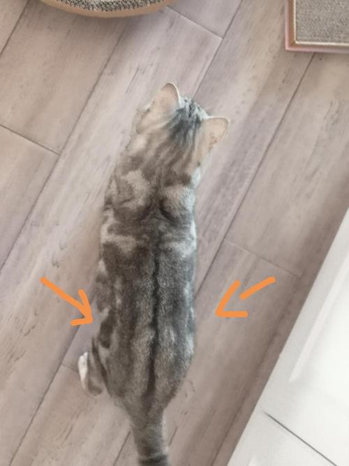 警惕猫咪后腰凹陷,猫咪后腰两侧凹陷