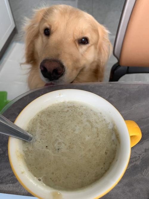 豆沙适量喂狗狗,狗狗吃豆沙要注意
