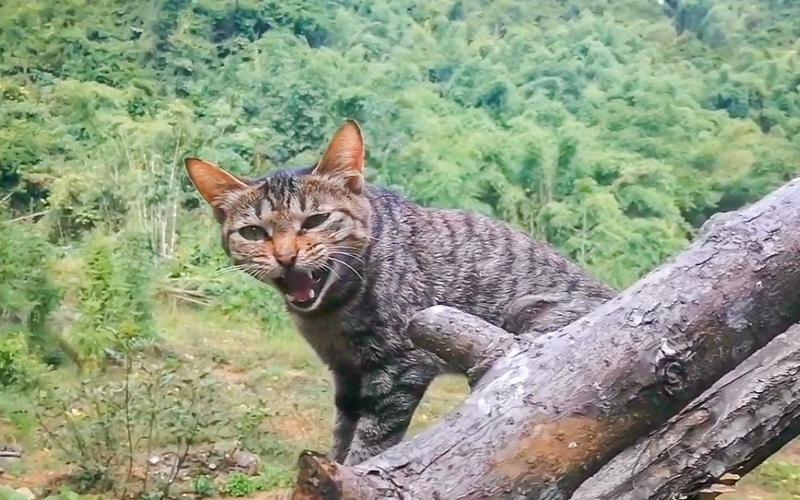 野猫肉:美味的诱惑还是潜在的风险?,吃野猫:一个关于健康与道德的双重思考
