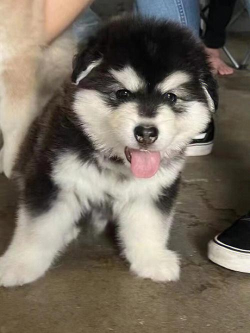 阿拉斯加雪橇犬,与加拿大和俄罗斯相邻