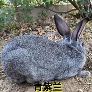 青紫蓝兔:灰蓝色毛色的魅力,源于法国的杂交选育,青紫蓝兔:十字架花纹的奇特发现,打破传统养殖认知