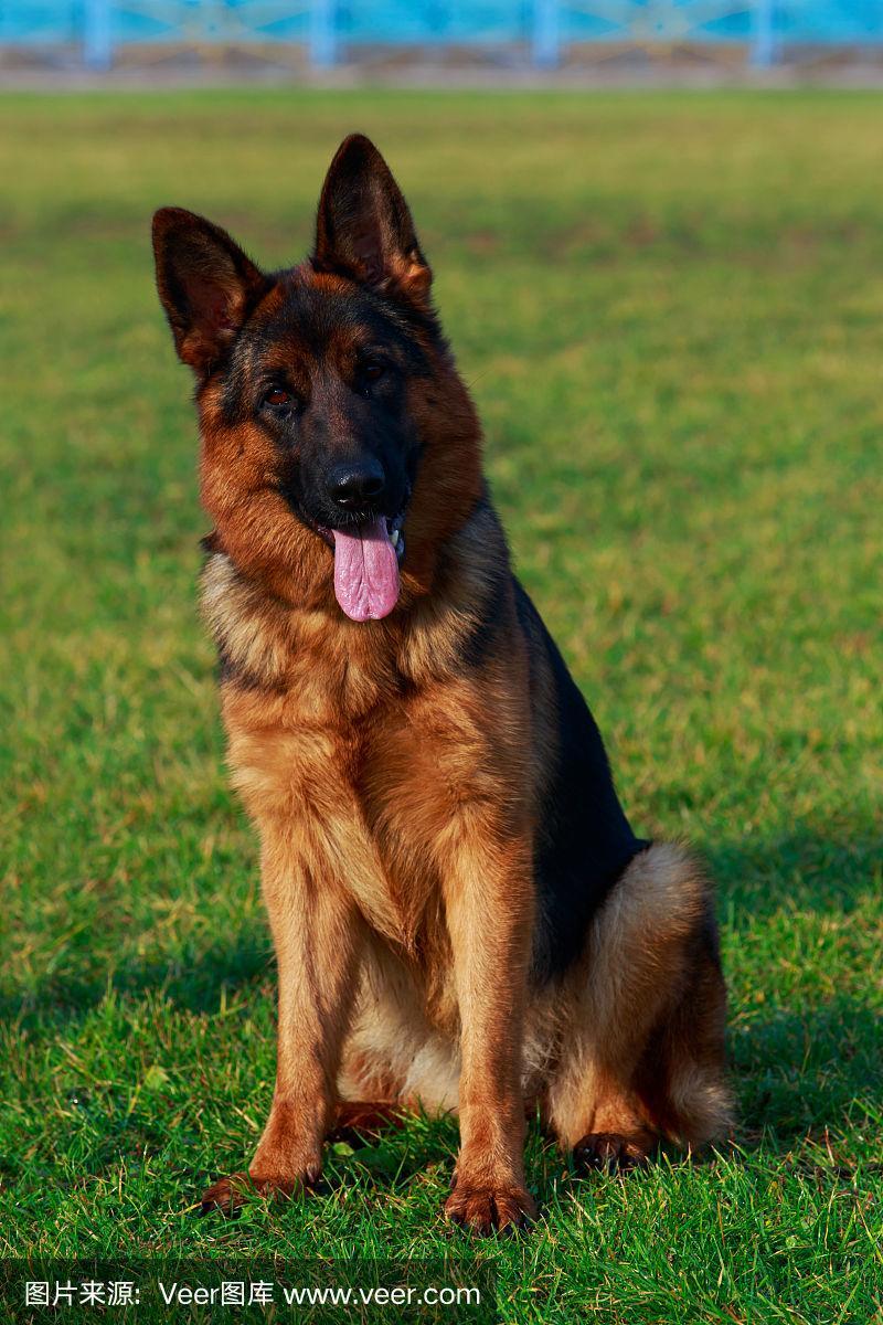 魅力非凡的狩猎犬种,德国贵族血统的优雅猎犬