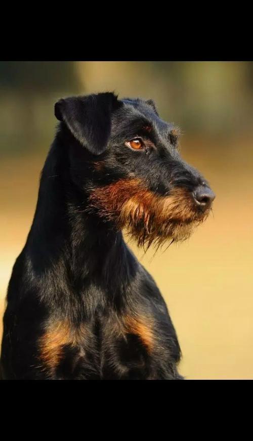 魅力非凡的狩猎犬种,德国贵族血统的优雅猎犬