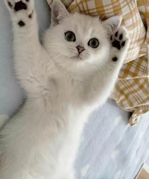 一只小猫能活多少年(银渐层猫能活多少年)