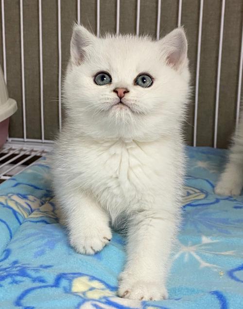 一只小猫能活多少年(银渐层猫能活多少年)