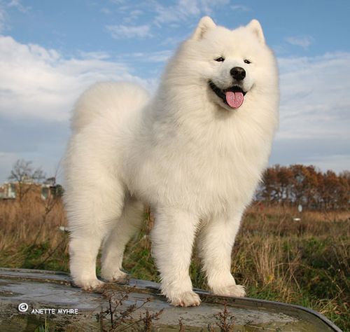 三大无攻击性犬类真的不会咬人吗(三大无攻击性犬类怎么没有萨摩耶)