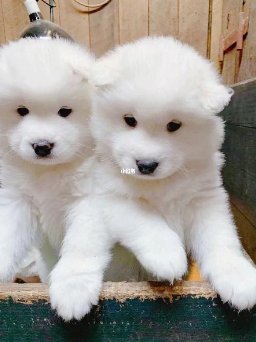 三大无攻击性犬类真的不会咬人吗(三大无攻击性犬类怎么没有萨摩耶)