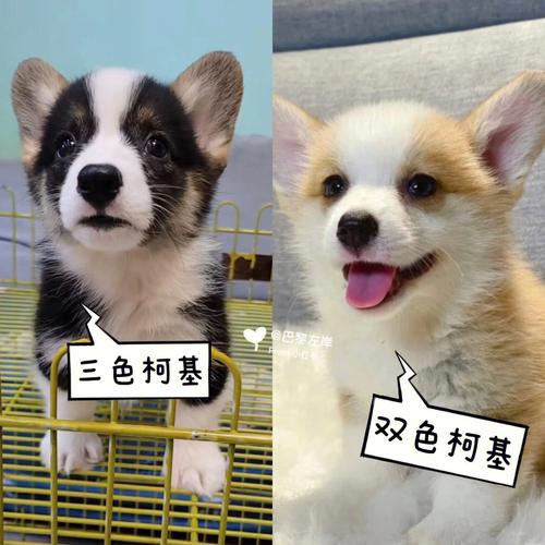 三色柯基贵还是双色柯基贵(三色柯基和二色柯基哪个贵)