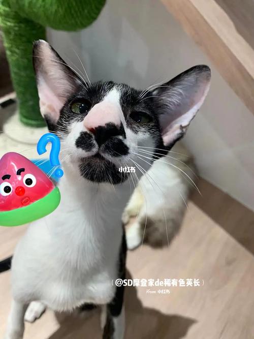 东短猫价格(东短猫是哪个国家的)