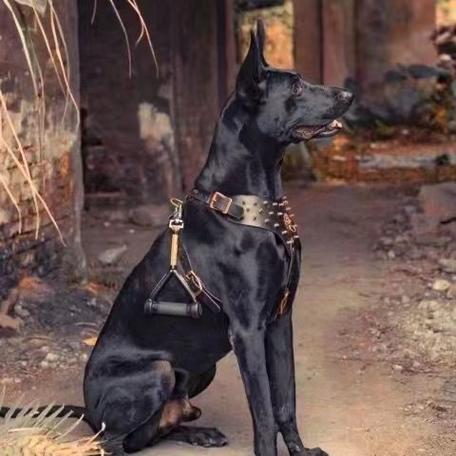 中华黑狼犬多少钱一只(中华黑狼犬智商排名)
