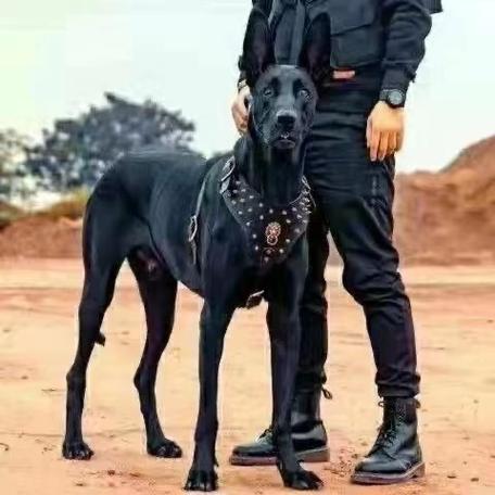 中华黑狼犬多少钱一只(中华黑狼犬智商排名)