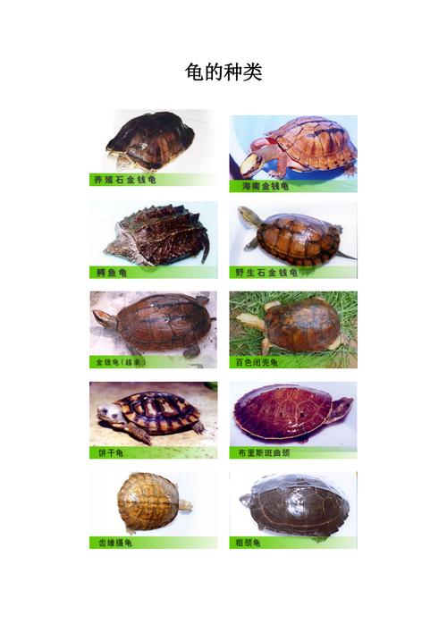乌龟的品种图片大全大图(乌龟的品种有多少种)
