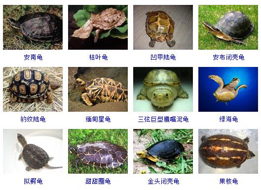 乌龟的品种图片大全大图(乌龟的品种有多少种)