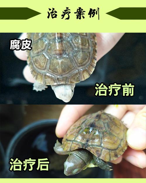 乌龟腐皮用什么药(乌龟腐皮病图片)
