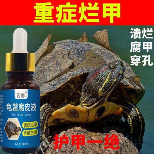 乌龟腐皮用什么药(乌龟腐皮病图片)