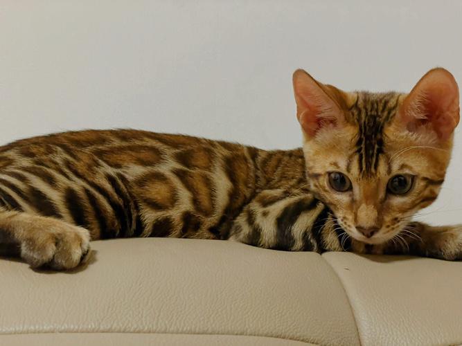 亚洲豹猫f1可以家养吗(亚洲豹猫可以家养吗)
