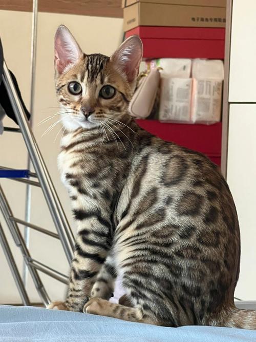 亚洲豹猫f1可以家养吗(亚洲豹猫可以家养吗)