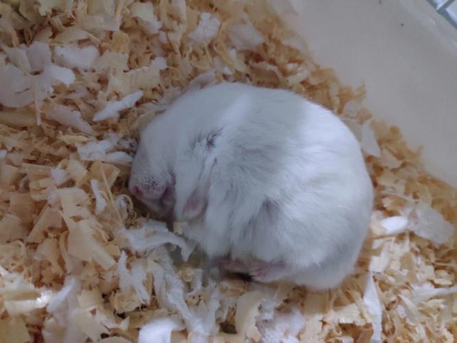 仓鼠死前征兆一直发抖(仓鼠死前征兆有哪些)