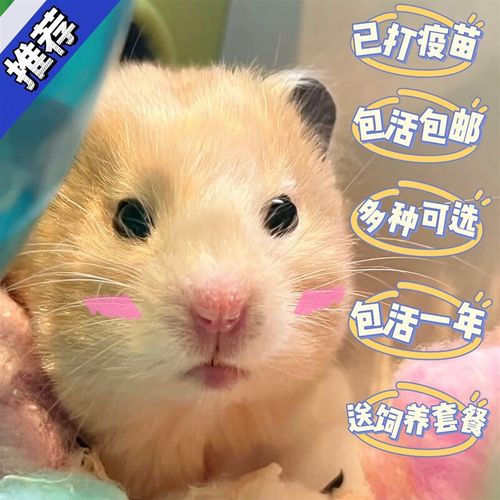 仓鼠银狐好养吗(仓鼠银狐吃什么粮食)