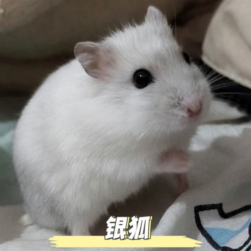 仓鼠银狐好养吗(仓鼠银狐吃什么粮食)