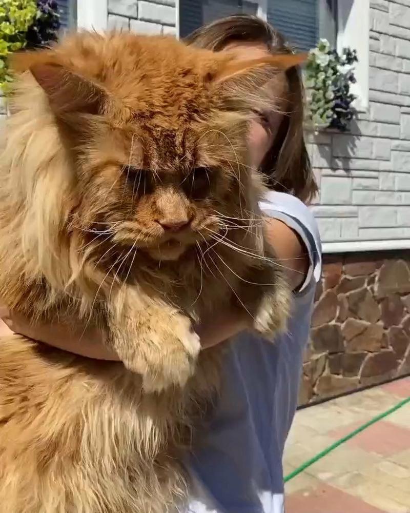 体型最大的猫品种排行(体型最大的猫是什么品种)