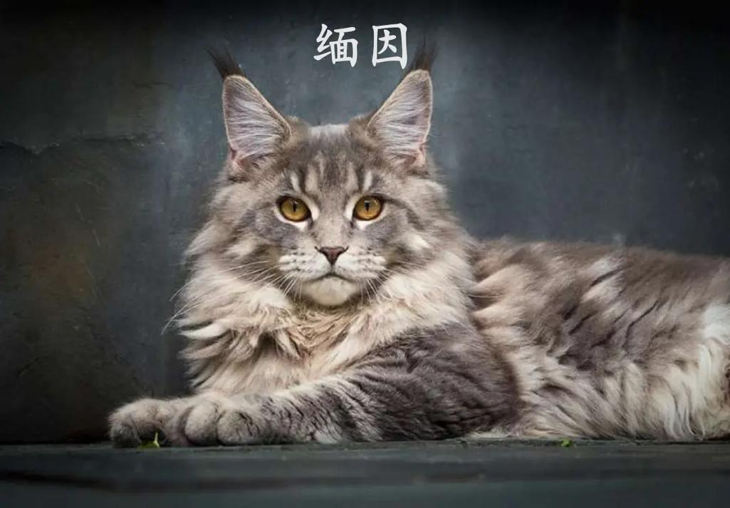 体型最大的猫品种排行(体型最大的猫是什么品种)