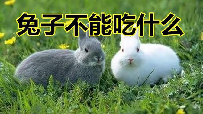 兔子不能吃什么食物和水果(兔子不能吃什么水果)