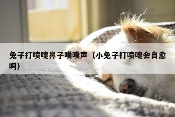 兔子打喷嚏怎么办(兔子打喷嚏鼻子噗噗声)