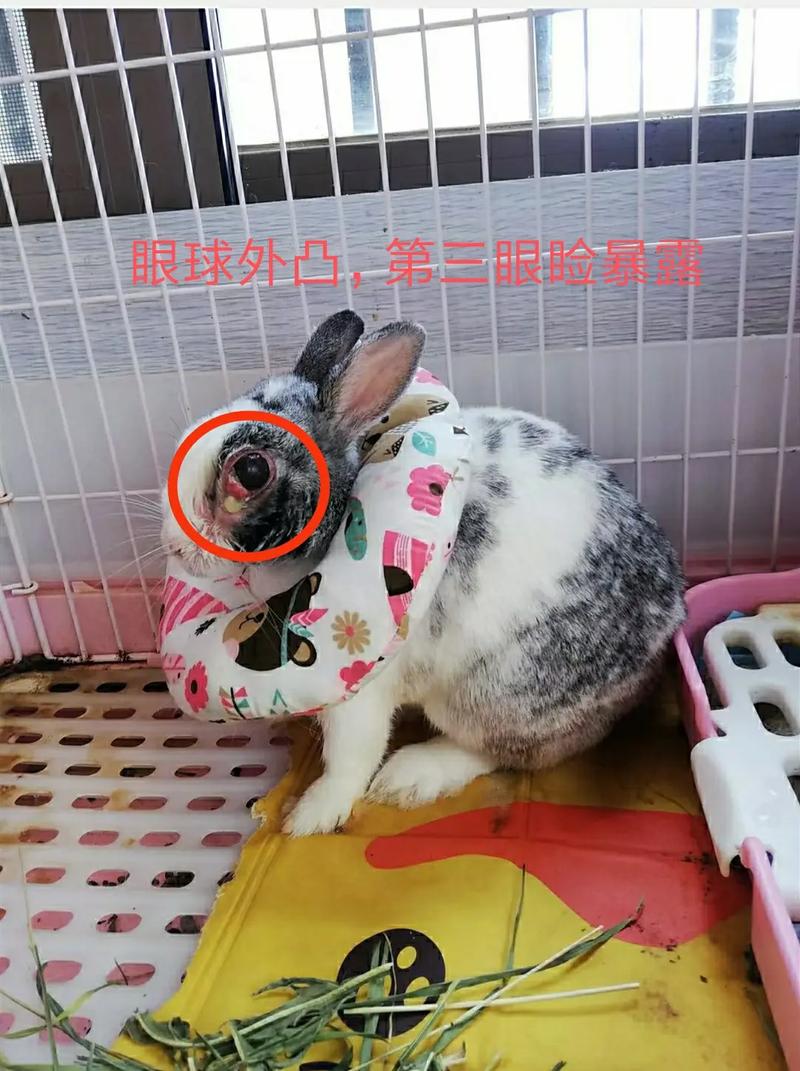 兔子牙齿太长怎么办(兔子牙齿图片真人)