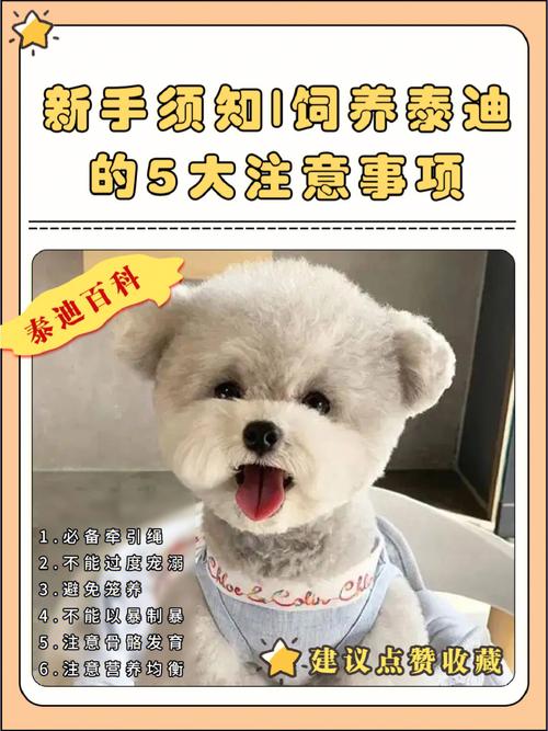 养泰迪10大忌(泰迪咬人吗适合小孩养吗)