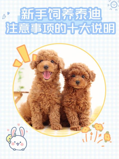 养泰迪10大忌(泰迪咬人吗适合小孩养吗)