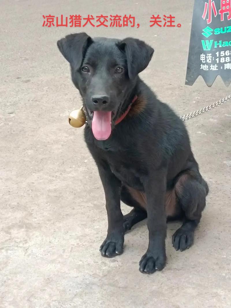 凉山犬价格(凉山犬图片大全)