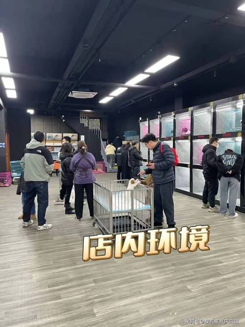 卡特尔猫和英短的区别(卡特尔猫价格多少钱一只)