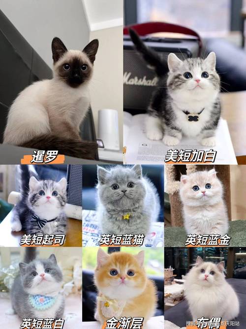 卡特尔猫和英短的区别(卡特尔猫价格多少钱一只)
