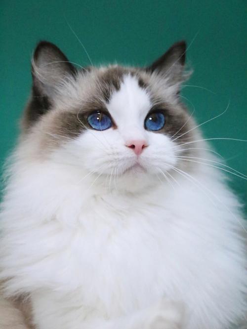 双色布偶猫是什么意思(中高白双色布偶猫)