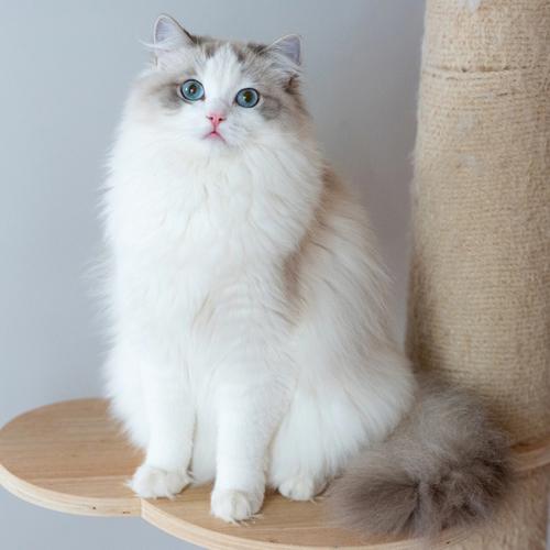 双色布偶猫是什么意思(中高白双色布偶猫)