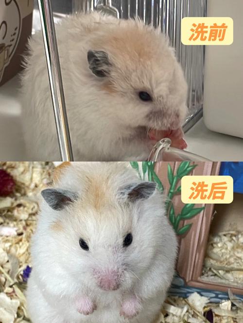 可以给仓鼠洗澡吗(怎么给仓鼠洗澡温水几度)