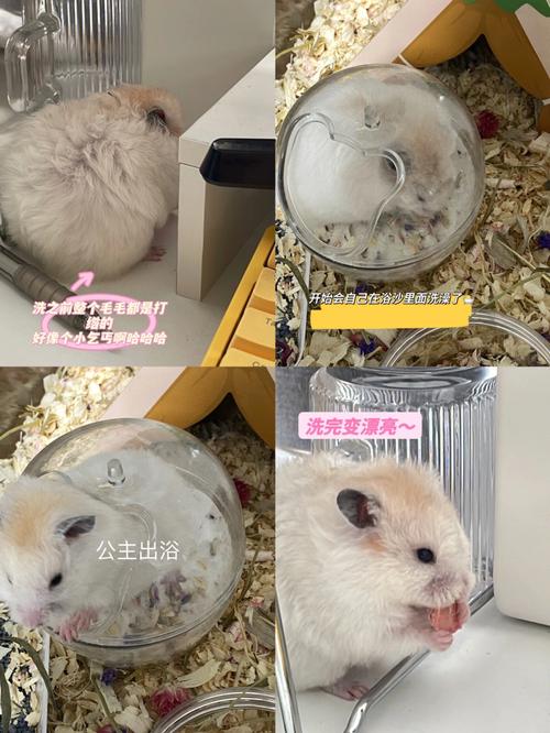 可以给仓鼠洗澡吗(怎么给仓鼠洗澡温水几度)