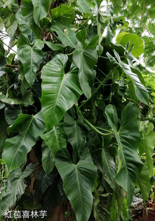 喜林芋图片(红包喜林芋)