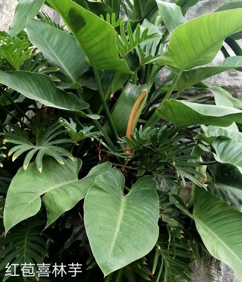 喜林芋图片(红包喜林芋)