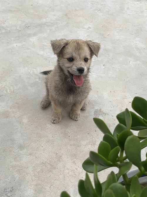 土狗幼犬喂养指南(土狗幼犬的挑选方法)