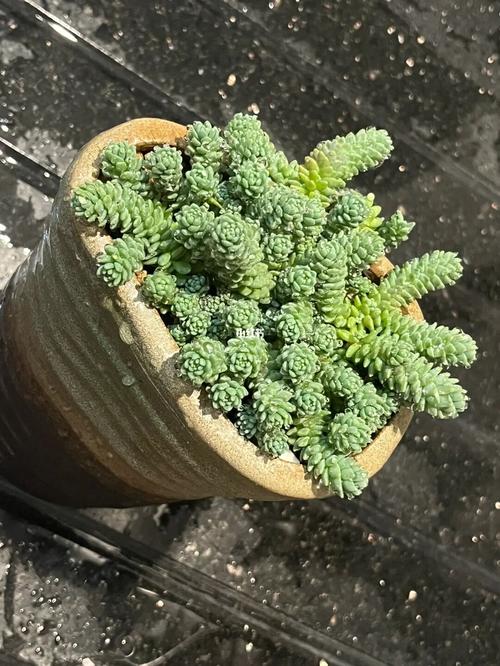 姬星美人多长时间浇水(姬星星)