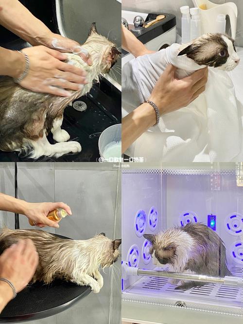宠物洗澡美容培训(宠物洗澡好评)