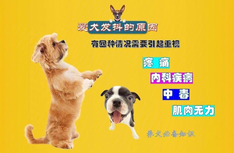 小狗一直发抖像打冷颤一样(小狗一直发抖怎么办)