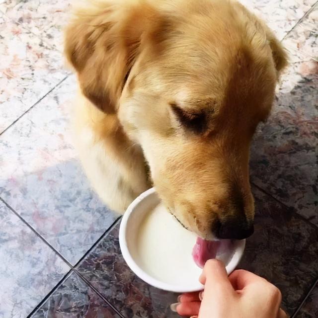 小狗可以喝纯牛奶吗(狗狗能吃酸奶吗)
