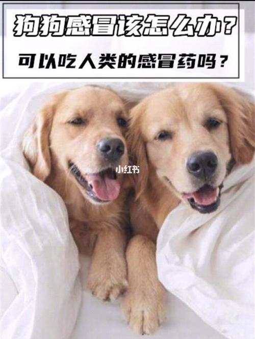 小狗感冒症状怎么办(小狗感冒症状不明显用吃药吗)