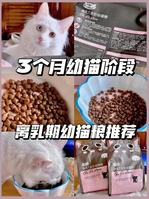 小猫几个月断奶吃猫粮(小猫几个月断奶领养比较好)